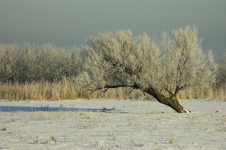 ukłon